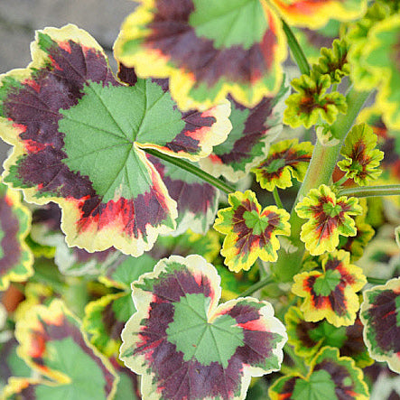 Mixed Leaf Geranium Seeds for planting