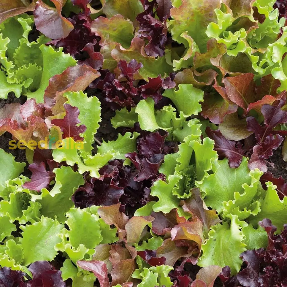 Mixed lettuce seeds for planting in home vegetable gardens