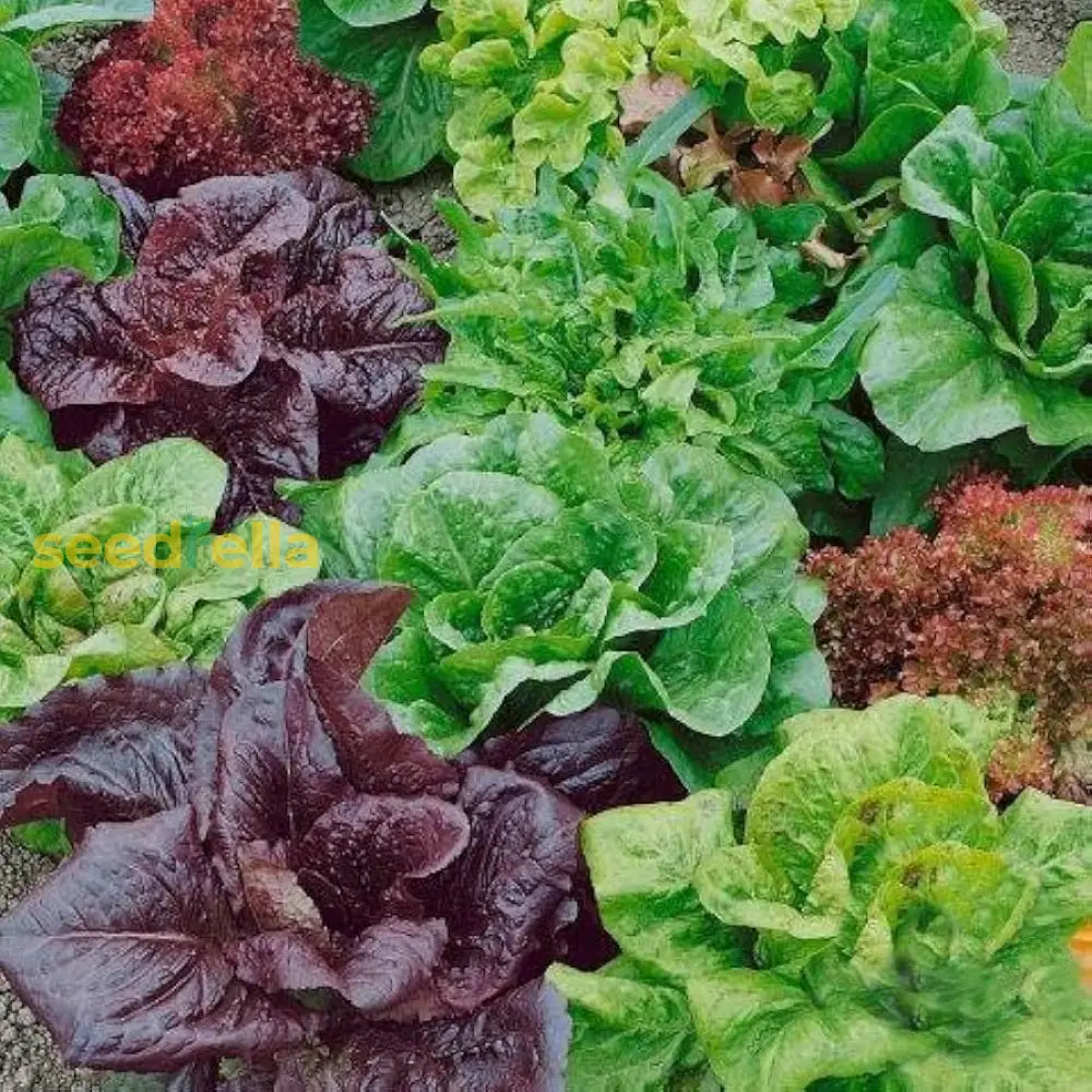 Mixed lettuce seeds for easy home gardening