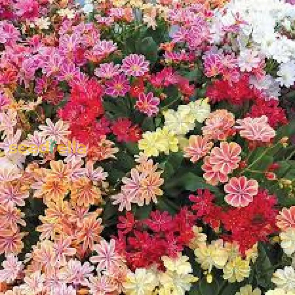 Mixed Lewisia Flower Planting Seeds - Vibrant Perennial Blooms For Beautiful Gardens