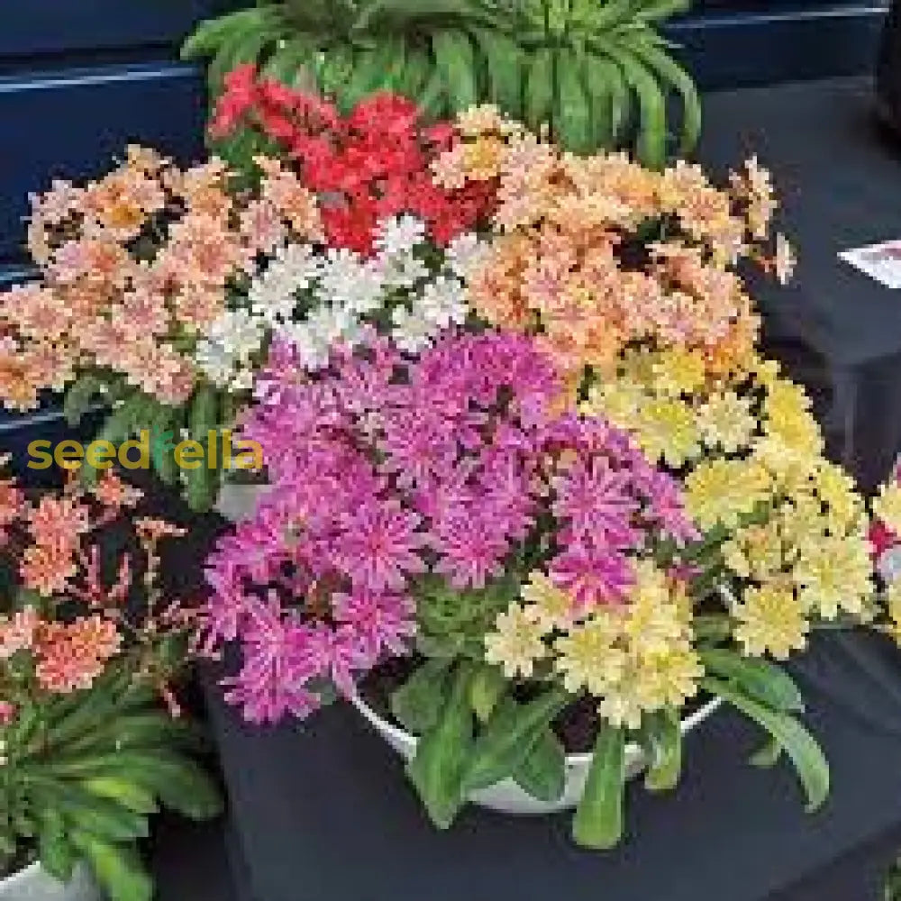 Mixed Lewisia Flower Planting Seeds - Vibrant Perennial Blooms For Beautiful Gardens