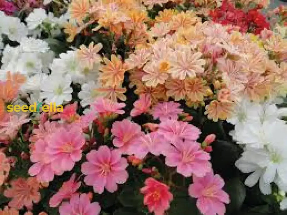 Mixed Lewisia Flower Planting Seeds - Vibrant Perennial Blooms For Beautiful Gardens