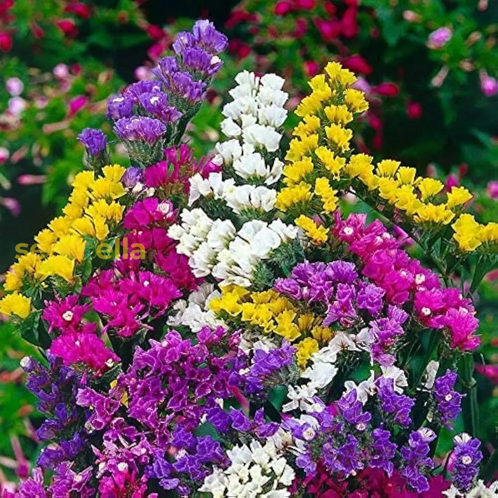 Mixed Limonium Seeds For Planting  Colorful Annual Flowers Flower