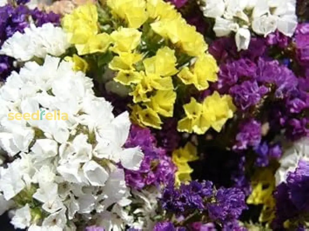 Mixed Limonium Seeds For Planting  Colorful Annual Flowers Flower