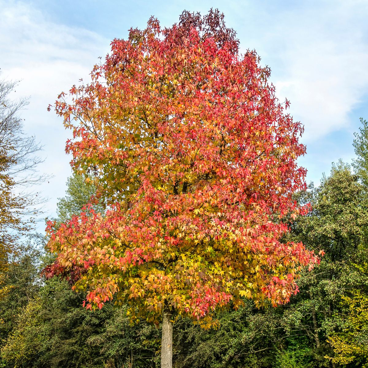 Mixed Liquidambar Tree Seeds for Planting