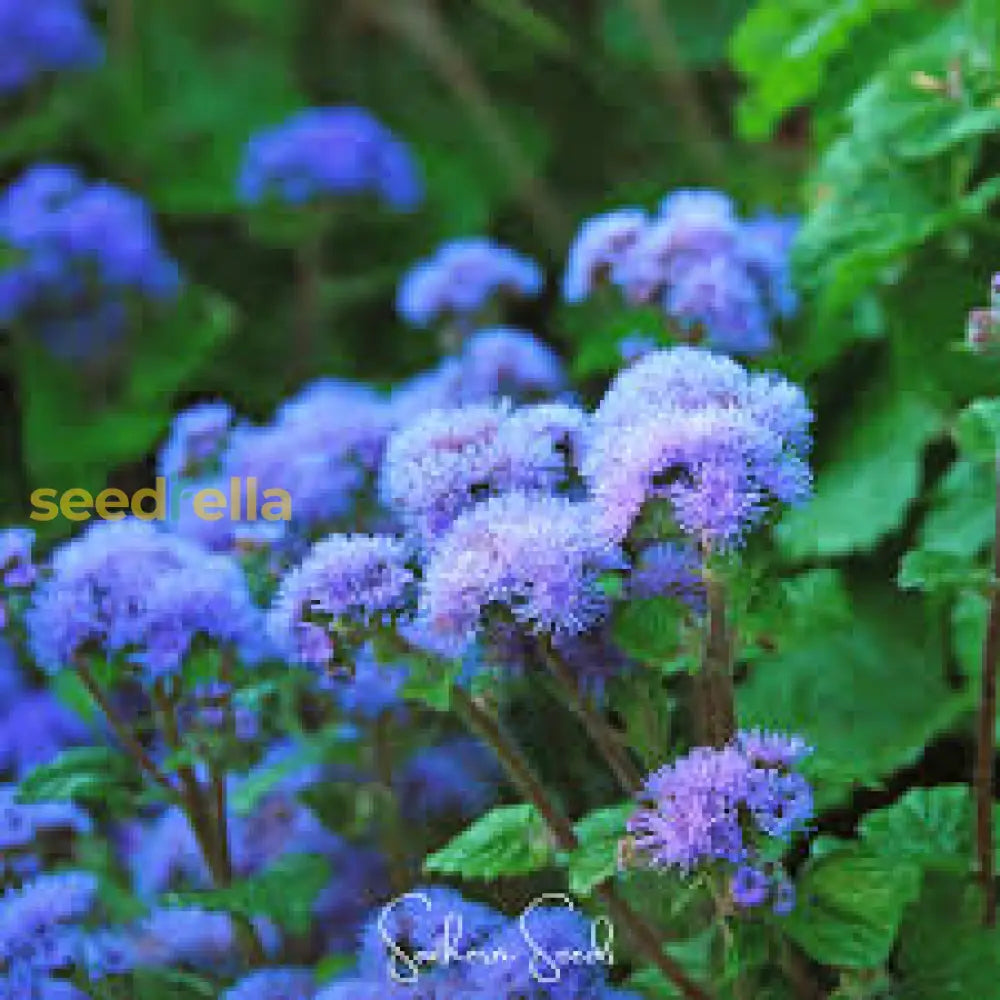 Mixed Lobularia Flower Planting Seeds For Vibrant Gardens