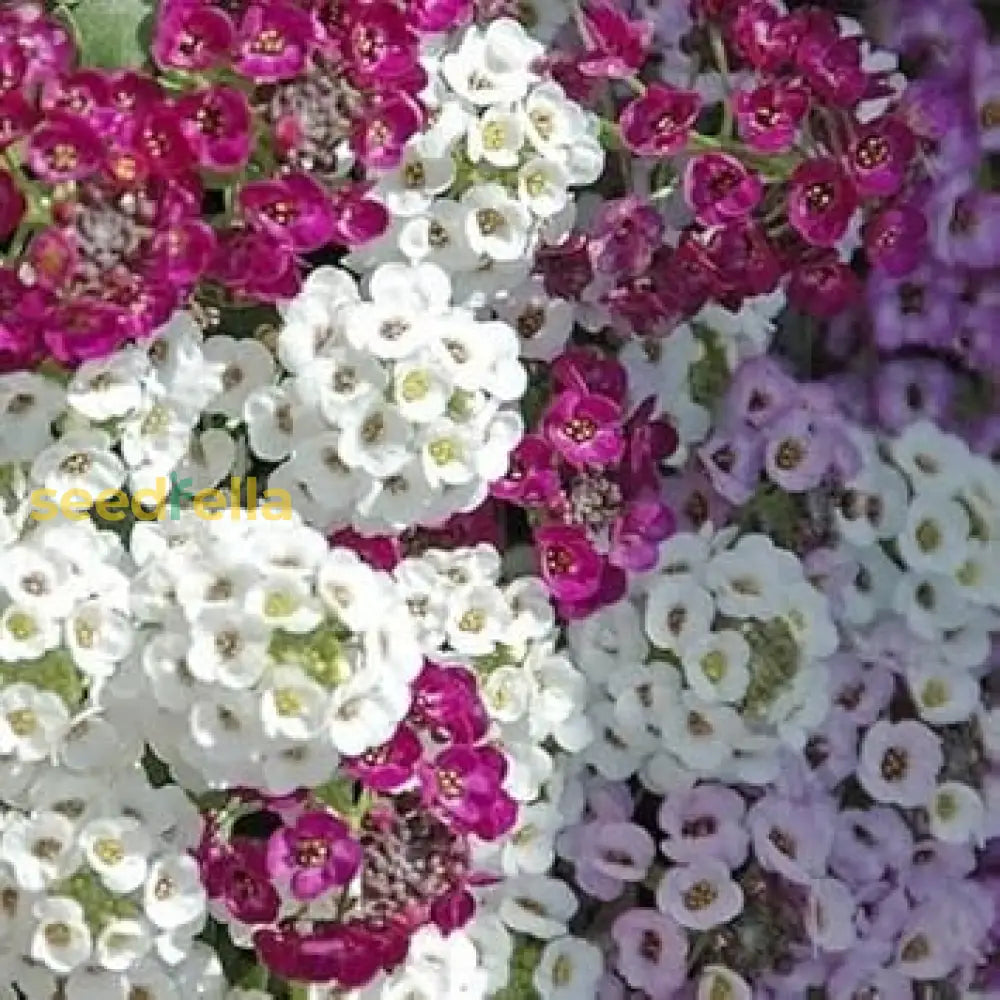 Mixed Lobularia Flower Planting Seeds For Vibrant Gardens