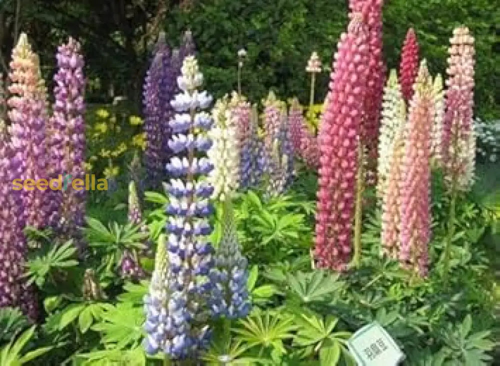 Mixed Lupine Seeds For Planting Flower