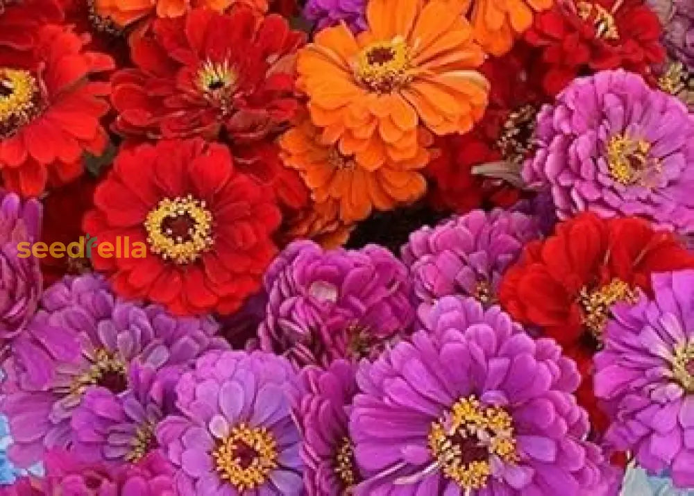 Mixed Magellan Flower Planting Seeds