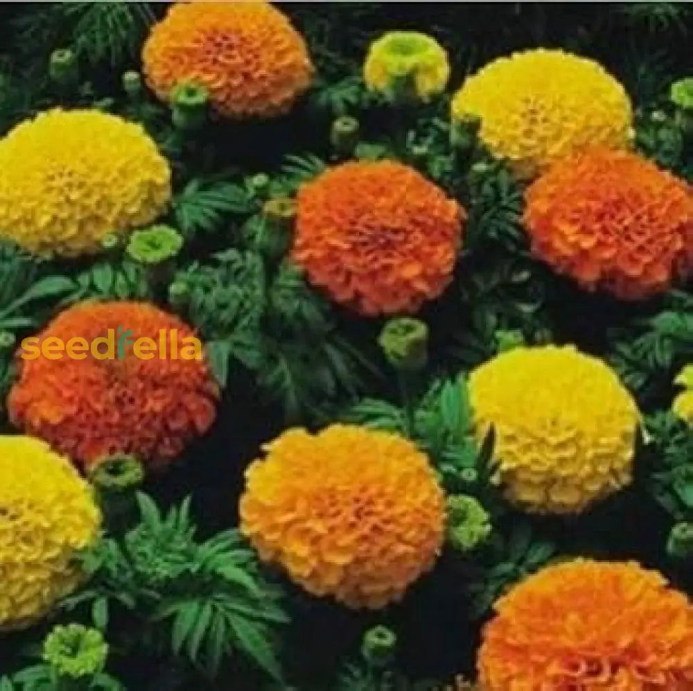 Mixed Marigold Flower Seeds For Planting