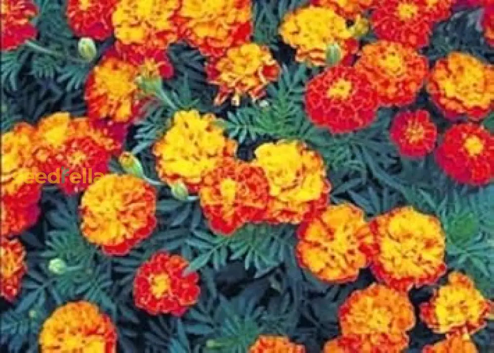 Mixed Marigold Flower Seeds For Planting