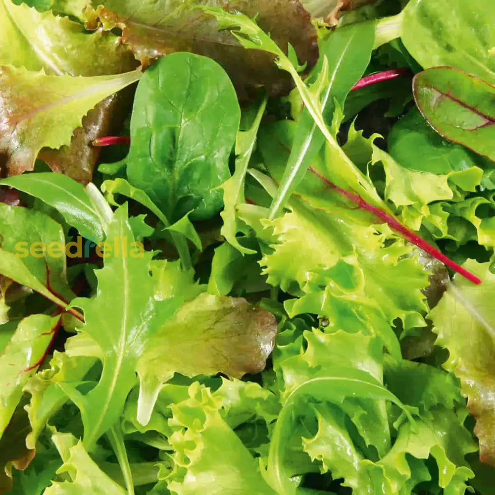 Mixed Mesclun Vegetable Seeds For Your Garden Seeds