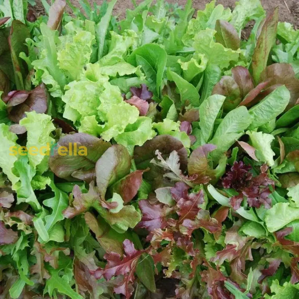 Mixed Mesclun vegetable seeds for planting