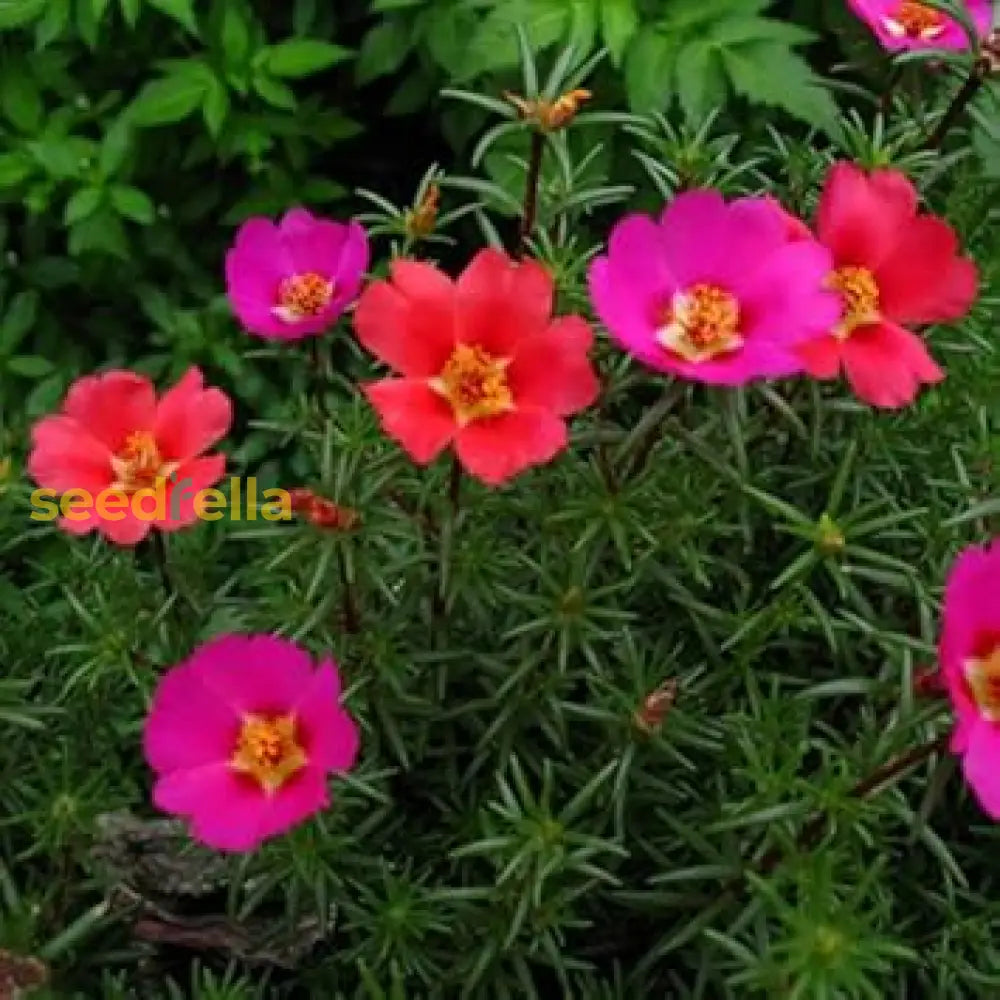 Mixed Mexican Rose Flower Planting Seeds