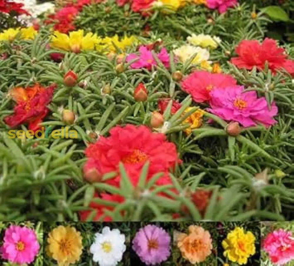 Mixed Moss Rose Flower Seeds For Planting