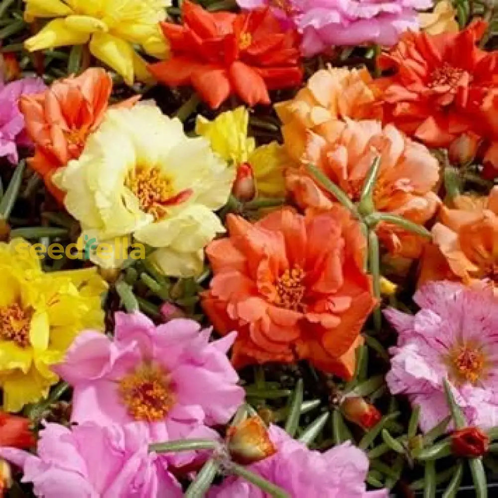 Mixed Moss Rose Flower Seeds For Planting