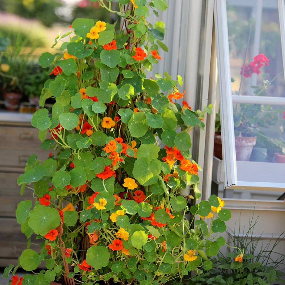 Mixed Tropaeolum Majus Nasturtium Flower Seeds for Planting