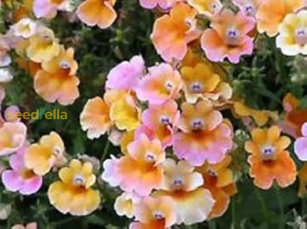 Mixed Nemesia Carnival Flower Seeds For Planting