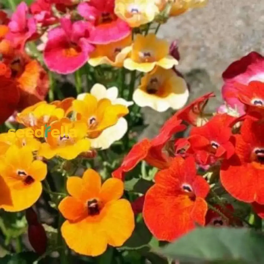 Mixed Nemesia Carnival Flower Seeds For Planting