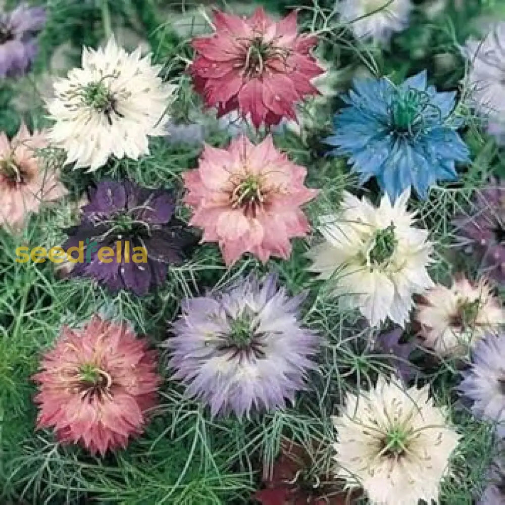 Mixed Nigella Damascena Seeds  Easy To Grow Flower