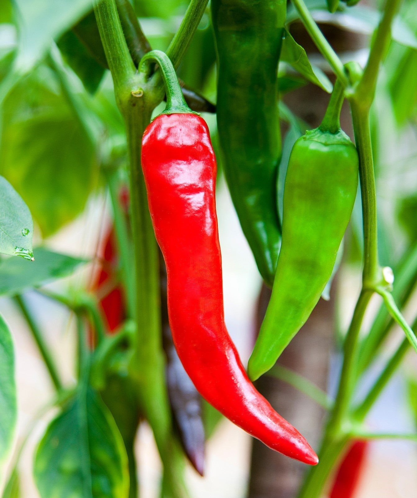 Non-GMO Mixed Numex Sandia seeds for home garden planting