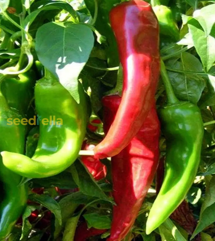 Mixed Numex Sandia Vegetable Seeds For Planting Seeds