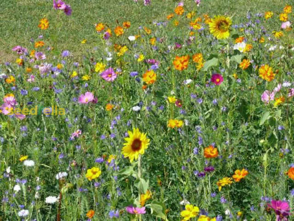 Mixed Ophrys Speculum Seeds For Planting Flower