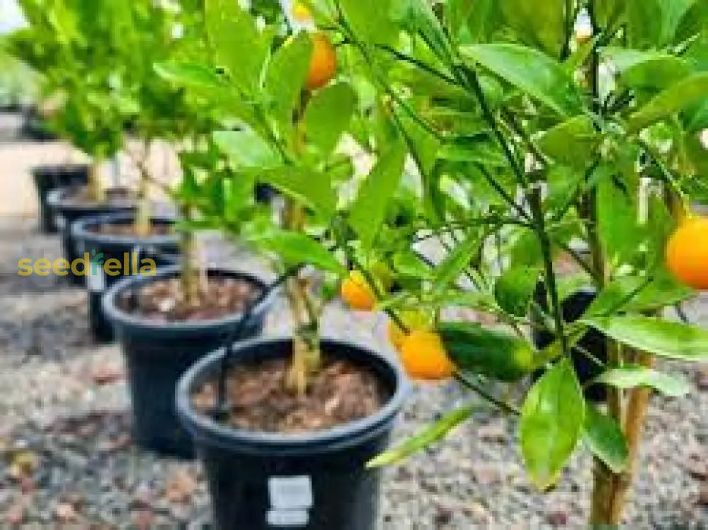 Mixed Orange Fruit Seeds For Planting - Cultivate A Variety Of Delicious Oranges