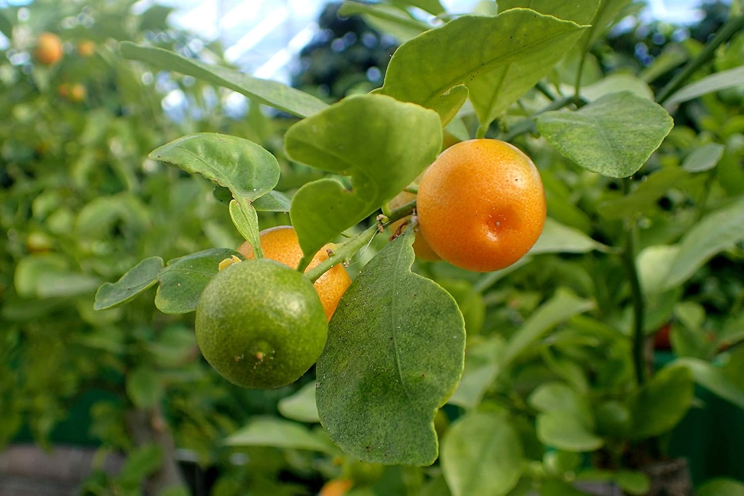Mixed orange seeds for planting multiple sweet citrus varieties