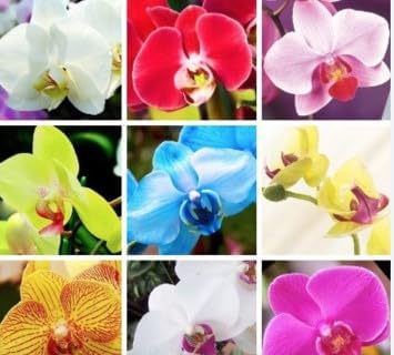 Mixed Orchid Flower Seeds for Easy Planting