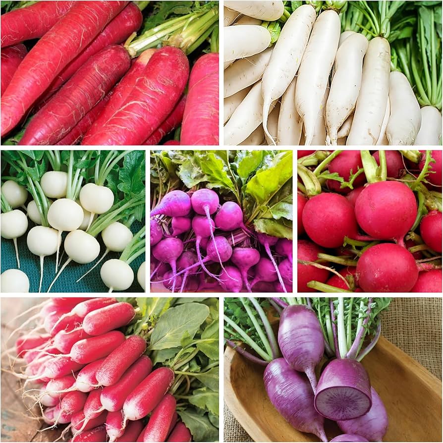 Mixed Organic Radish Seeds for planting and gardening