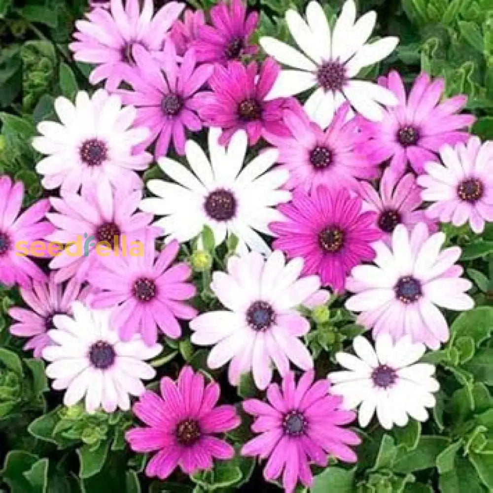 Mixed Osteospermum Ecklonis Seeds - Perfect For Flower Gardens