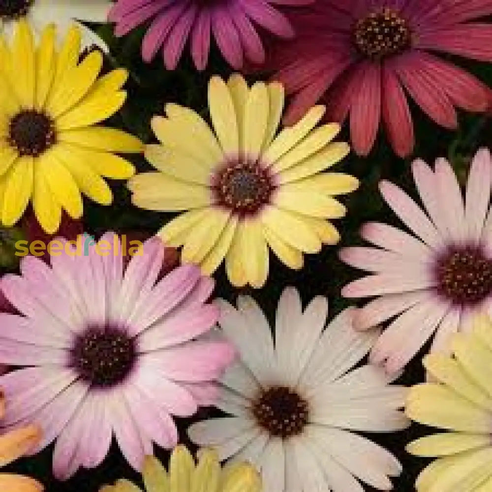 Mixed Osteospermum Ecklonis Seeds - Perfect For Flower Gardens