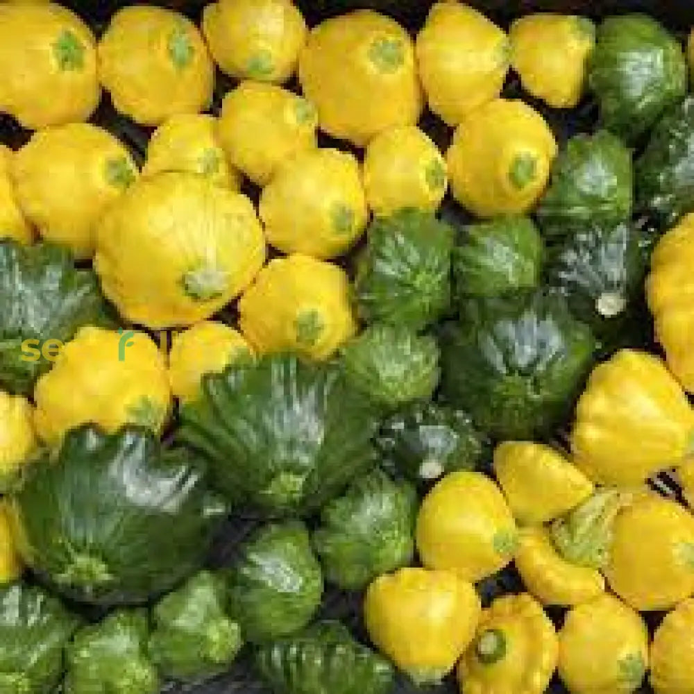 Mixed Patty Pan Vegetable Seeds For Planting Seeds