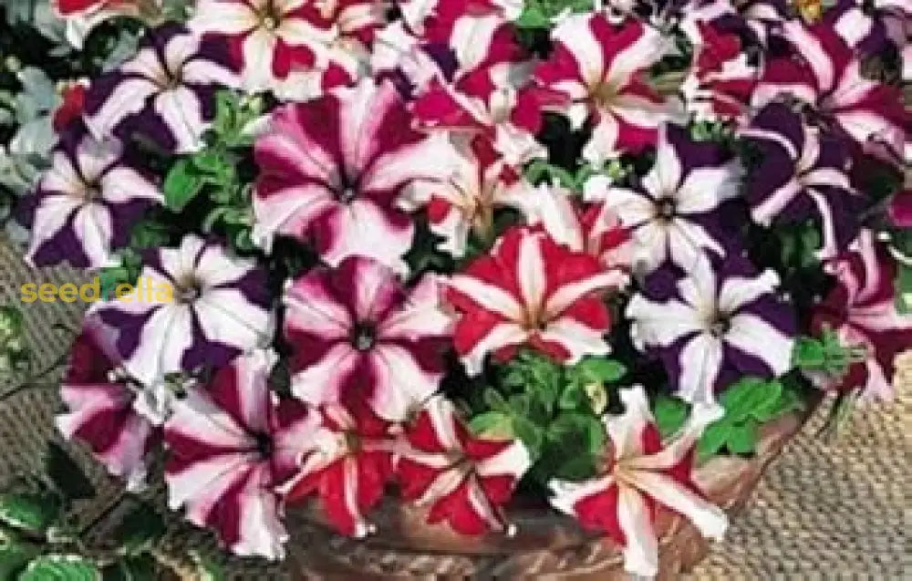 Mixed Pelleted Petunia Seeds For Planting Flower