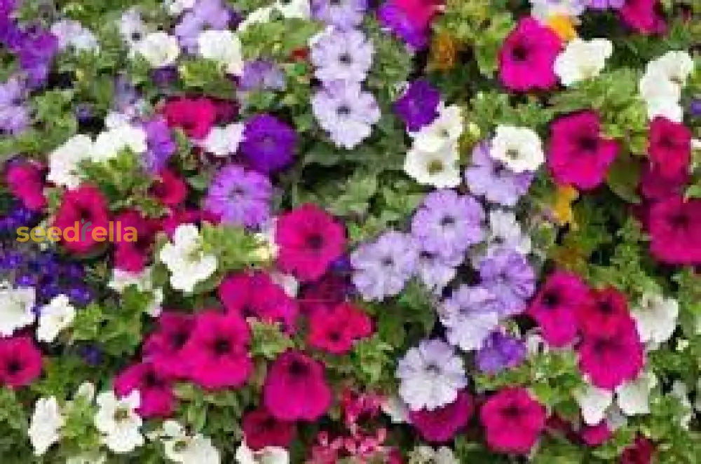 Mixed Pelleted Petunia Seeds For Planting Flower