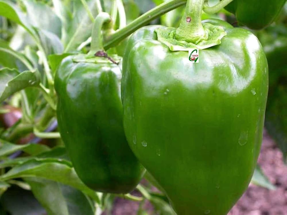 Colorful mixed peppers grown from seeds