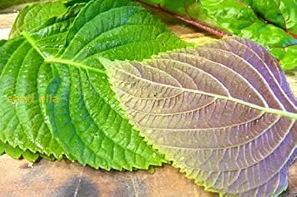 Mixed Perilla Seeds for Planting – Non-GMO Shiso Herb Blend