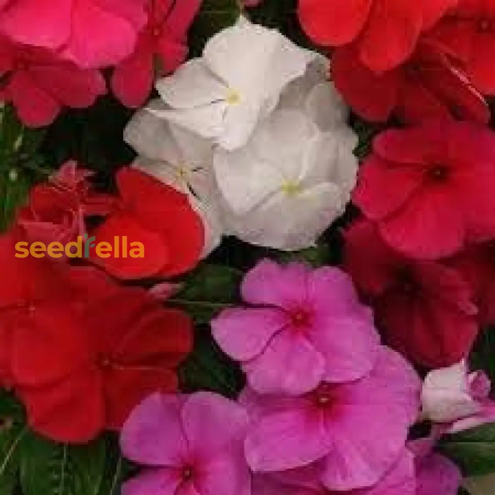 Mixed Periwinkle Flower Planting Seeds For Your Garden