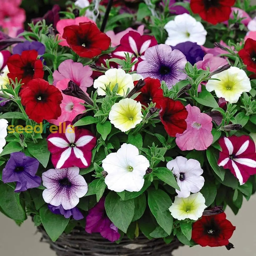 Mixed Petunia Mirage Seeds For Vibrant Spring Planting Flower