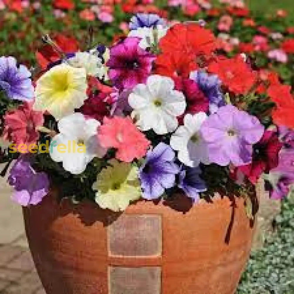 Mixed Petunia Mirage Seeds For Vibrant Spring Planting Flower