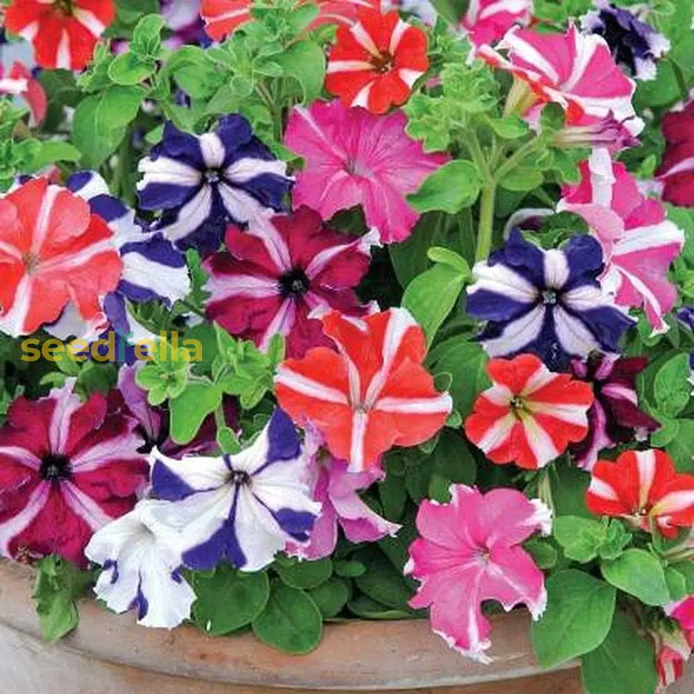 Mixed Petunia Seeds For Planting - Colorful Flower Variety