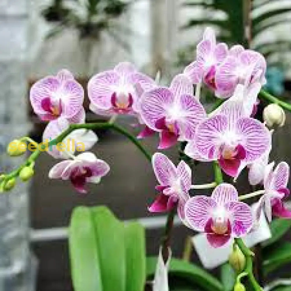 Mixed Phalaenopsis Flower Seeds For Planting - Exotic And Colorful Orchid Varieties Your Garden