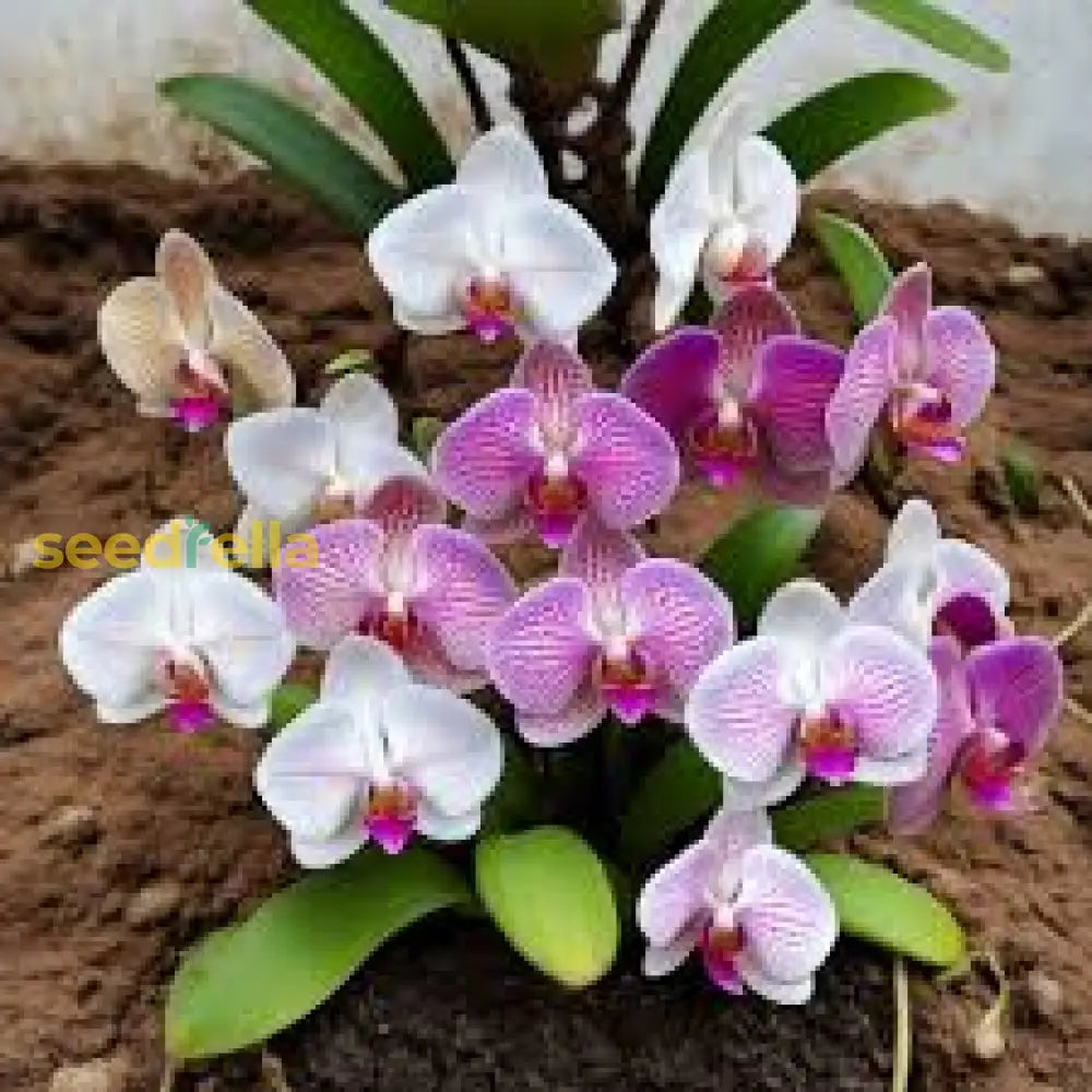 Mixed Phalaenopsis Flower Seeds For Planting - Exotic And Colorful Orchid Varieties Your Garden