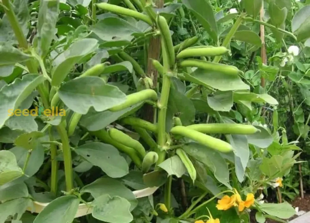 Mixed Pinto Bean seeds for planting