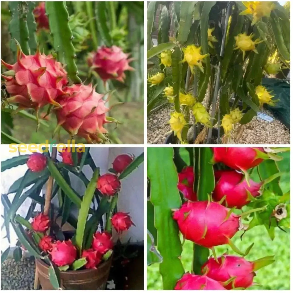 Mixed Pitaya Dragon Fruit Seeds for Easy Planting