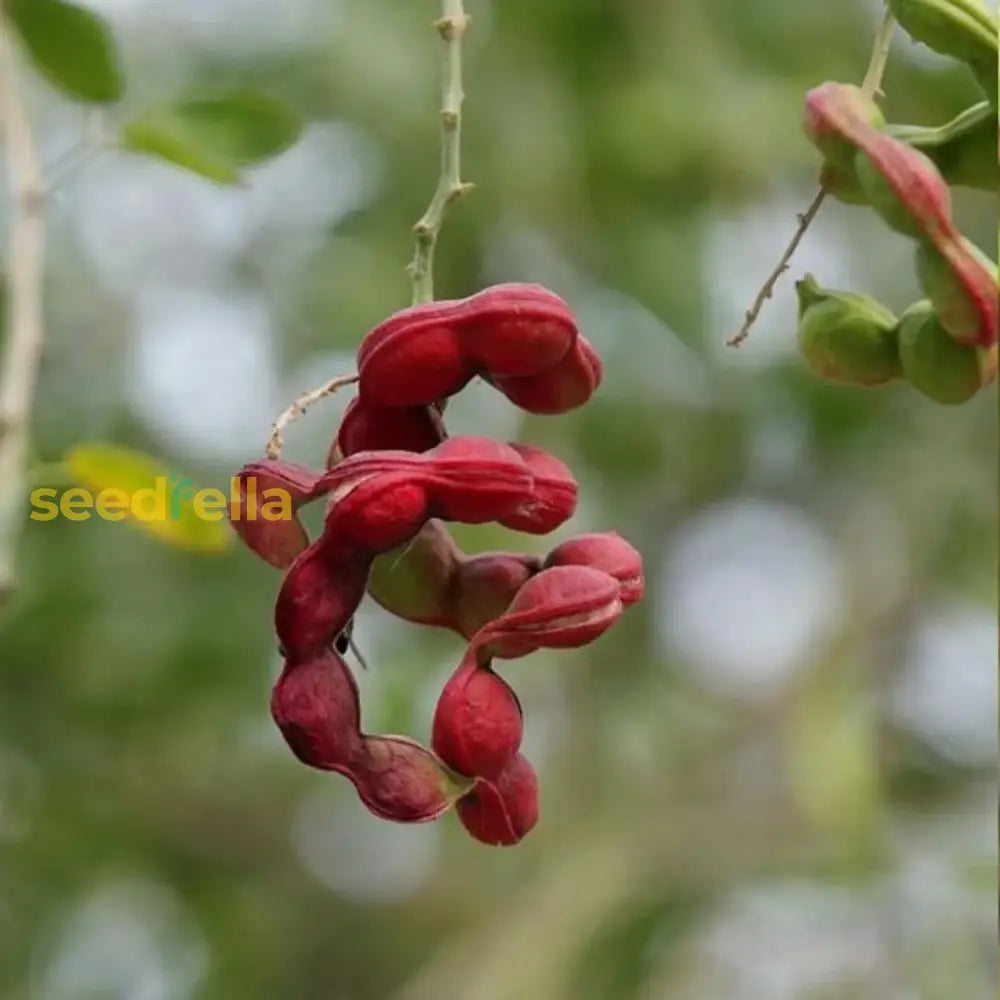 Mixed Pithecellobium Seeds For Planting Fruit