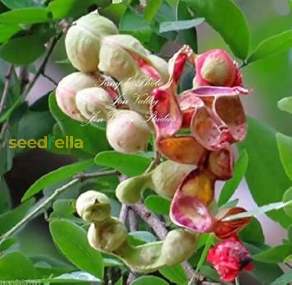 Mixed Pithecellobium Seeds for Planting Hardy Shade Trees