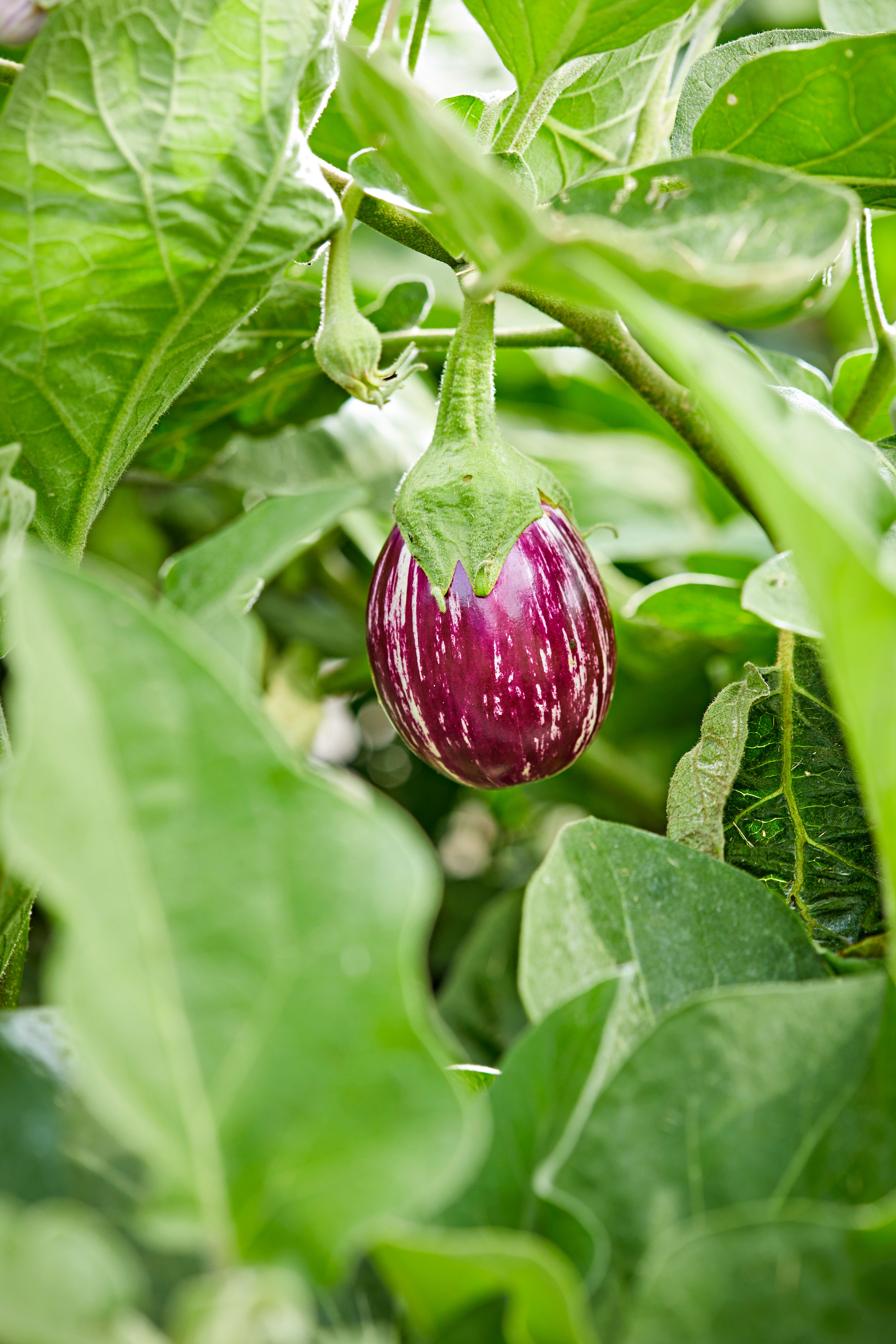 Mixed planting eggplant plants thriving in garden