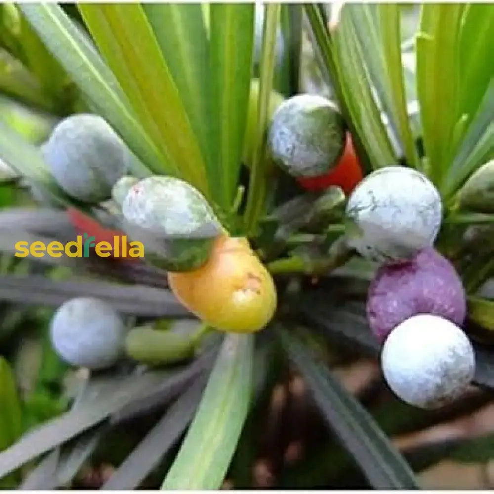 Mixed Podocarpus Seeds For Planting  Year-Round Evergreen Growth Plant Seeds